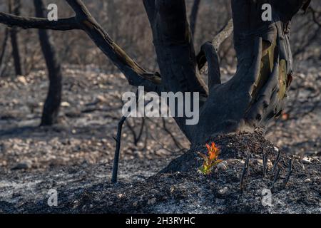 Arbutus ( Erdbeerbaum ) Sprossen kommen aus dem verkohlten Boden nach einem Waldbrand in mediterranen Wäldern in der Nähe von Jerusalem, Israel. Stockfoto