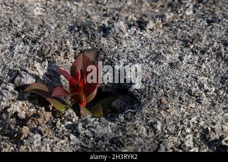 Arbutus ( Erdbeerbaum ) Sprossen kommen aus der Asche nach einem Waldbrand in mediterranen Wäldern in der Nähe von Jerusalem, Israel. Stockfoto