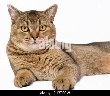 Erwachsene graue schottische gerade Chinchilla Katze liegt auf weißem Hintergrund, das Tier ruht Stockfoto