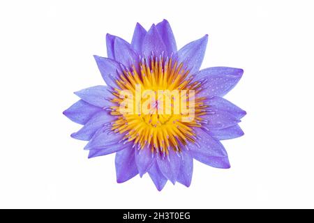 Seerosen in voller Blüte Stockfoto