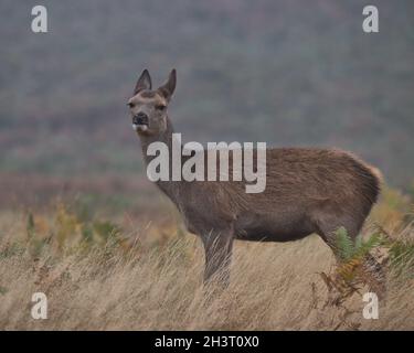 Rothirschkalb im langen Gras. Stockfoto