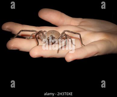Eine große Huntsman Spinne auf einer Mädchenhand, die der Kamera zugewandt ist Stockfoto