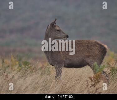 Rothirschkalb im langen Gras. Stockfoto