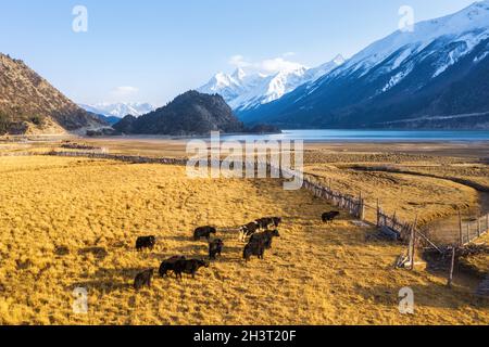 Ländliche Landschaft am Ranwu-See in Tibet Stockfoto
