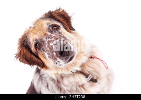 Großer Hund aus nächster Nähe, isoliert Stockfoto