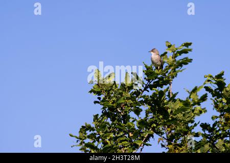 Common Whitethroat (Sylvia communis) thront bei der Sommersonne auf einem Baum Stockfoto