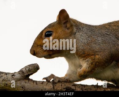 Graues Eichhörnchen, Eichhörnchen, auf einem Zweig in einem britischen Garten thront Stockfoto