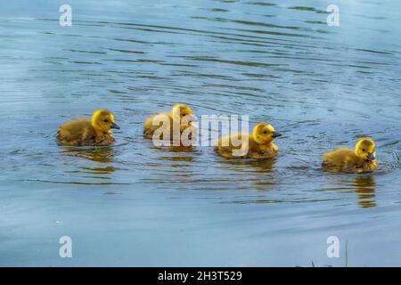 Kanada Gänseküken im Presque Isle State Park Stockfoto