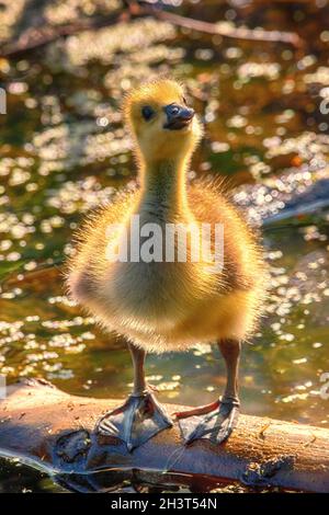 Kanada Gänseküken im Presque Isle State Park Stockfoto