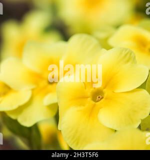 Blühende gelbe Primrose im Frühlingsgarten Stockfoto