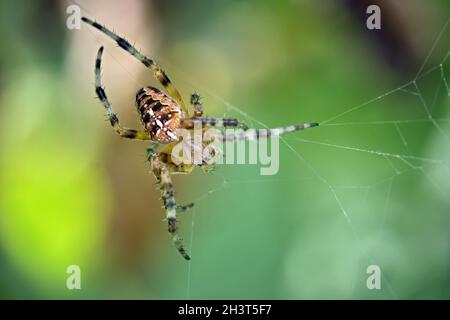Gartenspinne ( Araneus diadematus ). Stockfoto