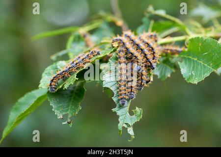 Schädlingsbefall durch Raupen des großen Schildpatt (Nymphalis polychloros) Stockfoto