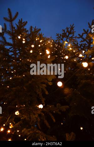 Low-Angle-Aufnahme eines Weihnachtsbaums aus Fichte vor einem blauen Himmel mit elektrischen Girlande-Lichtern in der Nacht Stockfoto