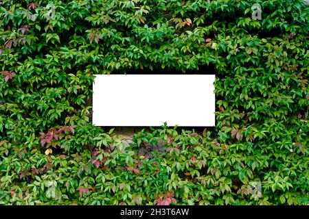 Flach legen weißes Blatt Papier auf grüne Blätter. Leeres Blatt mit Kopierplatz. Papierkarton auf grünen Blättern Stockfoto