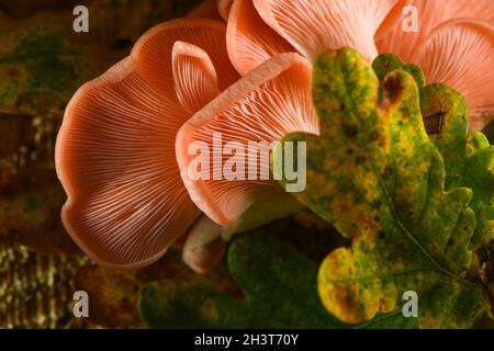 Rosa Austernpilze, die von oben auf einem herbstlichen Waldhintergrund mit Eichenblättern und Baumholz mit einer harten Penlight-Quelle aufgenommen wurden, die Details heraussticht. Stockfoto
