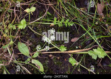 Schleichende Sumpfwürze (Apium repens) an einem der wenigen britischen Standorte in East Anglia Stockfoto