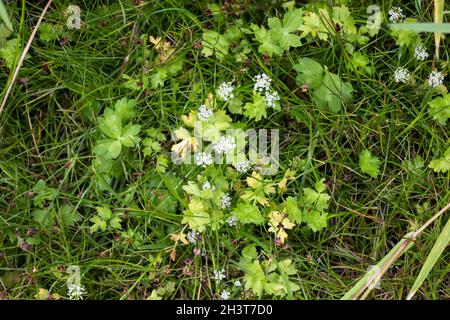 Schleichende Sumpfwürze (Apium repens) an einem der wenigen britischen Standorte in East Anglia Stockfoto