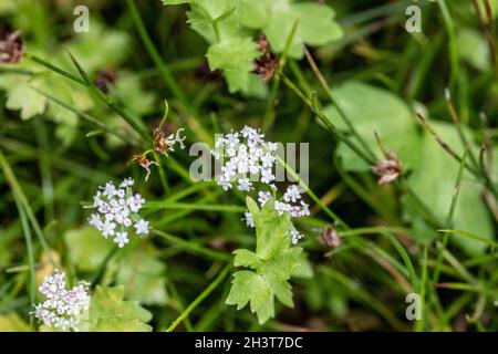Schleichende Sumpfwürze (Apium repens) an einem der wenigen britischen Standorte in East Anglia Stockfoto