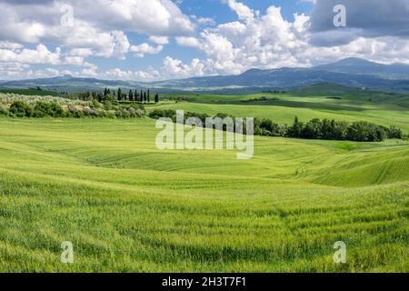 Grüne Farmflächen im Val d'Orcia Toskana Stockfoto