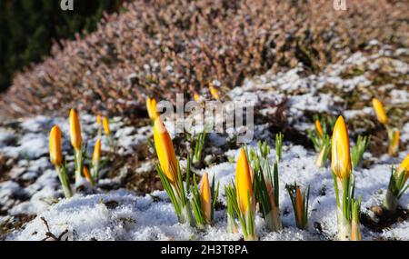 Die ersten Krokusse aus unter dem Schnee im Frühling Garten Stockfoto