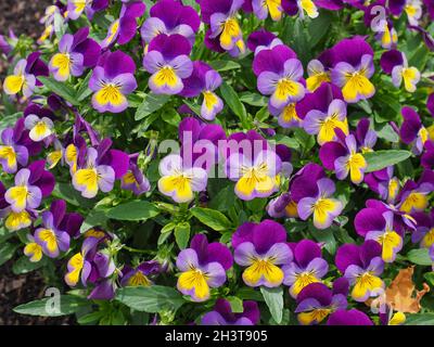 Frische Viola tricolor Blumenbeet oder kleine Heartsease Pflanze. Violett und violett mit gelber Mitte Johnny Jump Up Blume. Florales Strukturmuster auf der Oberfläche Stockfoto