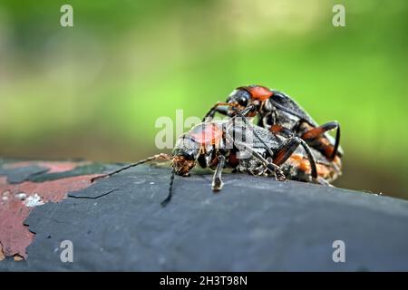 Gewöhnlicher Weichkäfer (Cantharis fusca). Stockfoto