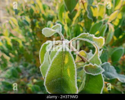 Frostiger Morgen auf der Wiese. Strauchblätter, verdorrte Pflanzen und Gras sind mit Frost bedeckt. Die Sonne scheint. Stockfoto