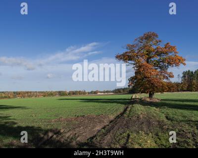 Eine weite Ebene, Felder und Wiesen. Neben der Schotterstraße wächst eine große, einsame Eiche. Es ist Herbst, die Blätter auf dem Baum sind trocken und braun in der Farbe. Stockfoto