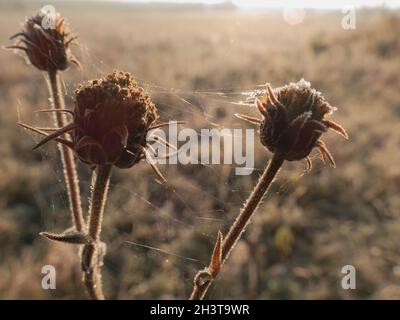 Frostiger Morgen auf der Wiese. Strauchblätter, verdorrte Pflanzen und Gras sind mit Frost bedeckt. Die Sonne scheint. Stockfoto