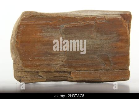 Exemplar aus versteinertem Holz auf Weiß Stockfoto