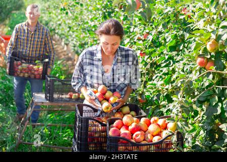 Mann und Frau ernten Äpfel Stockfoto