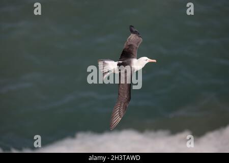 Vagrant Black-Browned Albatross (Thalassarche melanophris) bei Northern Gannets (Morus bassanus) bei Bempton Cliffs RSPB in Yorkshire, Großbritannien. 3 August 2 Stockfoto