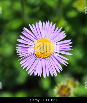 Alpine Aster (Aster alpinus). Schöne lila Blüten mit einem orangen Zentrum Stockfoto