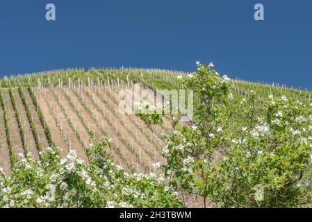 Weinberg Stockfoto