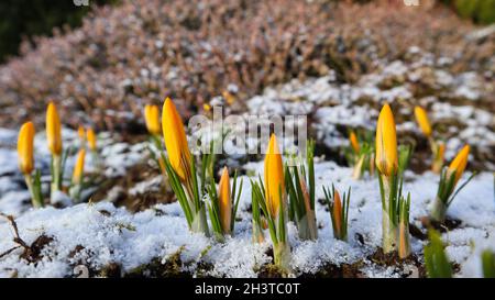 Die ersten Krokusse aus unter dem Schnee im Frühling Garten Stockfoto