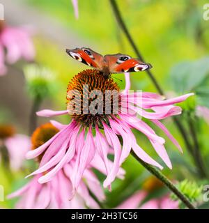 Wunderschön gefärbter europäischer Pfauenschmetterling (Inachis io, Aglais io) auf violetter Blüte Echinacea im sonnigen Garten. Stockfoto