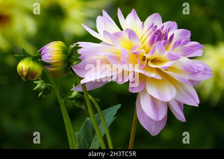 Schmuck Dahlia, Valentina Stockfoto