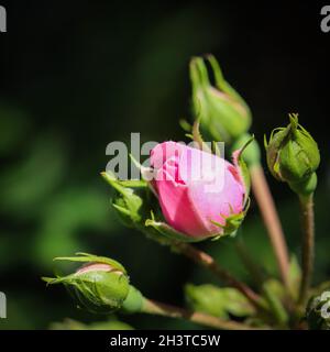 Zartrosa Rose und Knospen auf dunklem Hintergrund. Perfekt für Grußkarten zum Geburtstag, Valentinstag und Muttertag Stockfoto