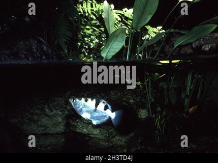 Bogenfisch, Toxotes jaculatrix Stockfoto