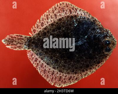 Juv. Breitäugige Flunder, Bothus podas Stockfoto