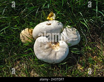 Giant puffball Stockfoto