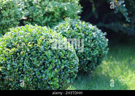 Landschaftsgestaltung eines Gartens mit hellgrünem Rasen und dekorativem immergrünen Buchsbaum (Buxus Sempervirens). Gartenkonzept Stockfoto