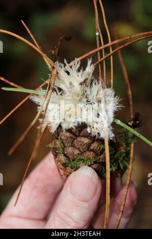 Kiefernkegel mit Seeigel Erdfanpilze - Thelephora penicillata Stockfoto