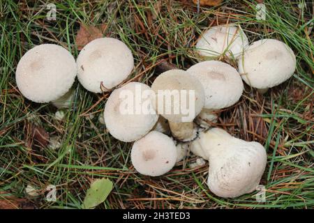 Gemeinsamen Puffball Lycoperdon perlatum Stockfoto