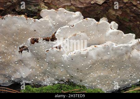 Wurzelfäule - Heterobasidion annosum Stockfoto