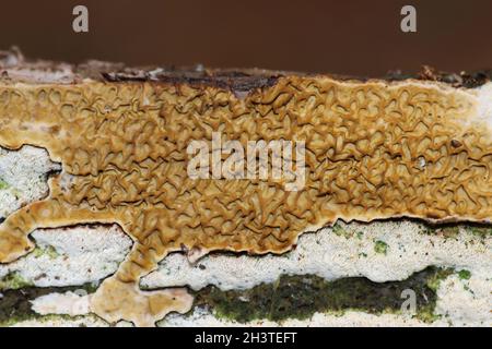 Serpula himantioides auf Pinus sp. Stockfoto