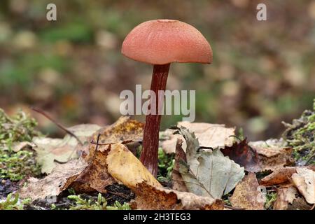 Der Betrüger Laccaria laccata Stockfoto