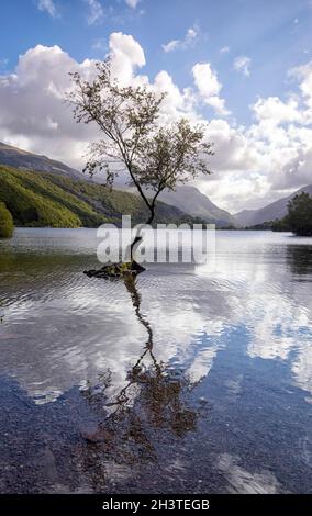 Einzelbaum bei Llyn Padarn in Snowdonia, Gwynedd Wales Vereinigtes Königreich Stockfoto