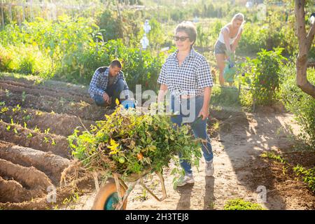 Ältere Gärtnerin, die Schubkarre im Gemüsegarten schiebt Stockfoto
