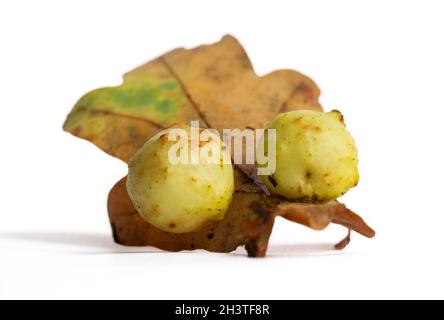 Zwei Laubbälle, die durch eine Gallenwespe auf dem toten Blatt einer gewöhnlichen Eiche auf weißem Grund verursacht werden Stockfoto